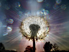 Banner Image for CANCELLED!! Seeds of Light Chanting and Meditation Group